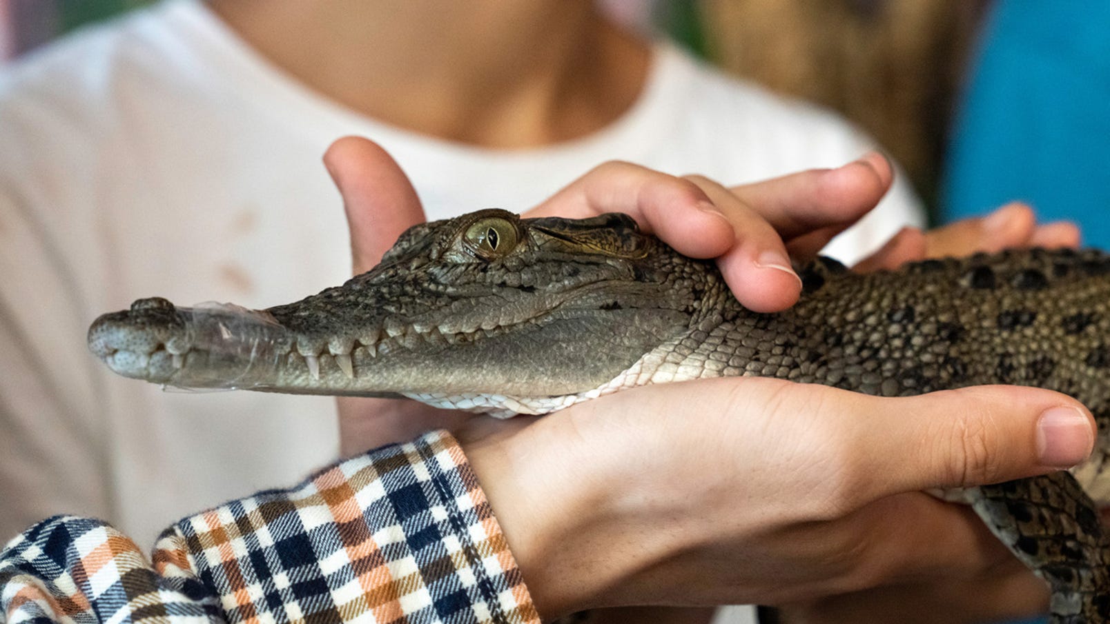 A close up view of a baby crocodile held by a visitor at the Crocosaurus Cove