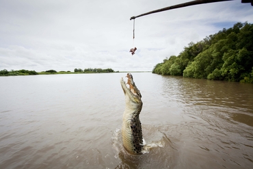 crocodile jumping out of the water on Adelaide River