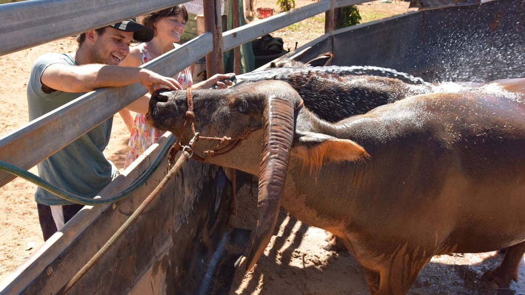 couple petting buffalo at the katherine outback experience,-d-,jpg
