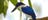 A forest kingfisher in Kakadu