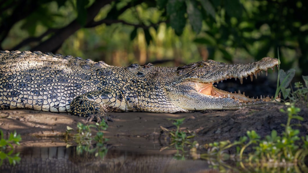 Saltwater-crocodile-Northern-Territory-Australia