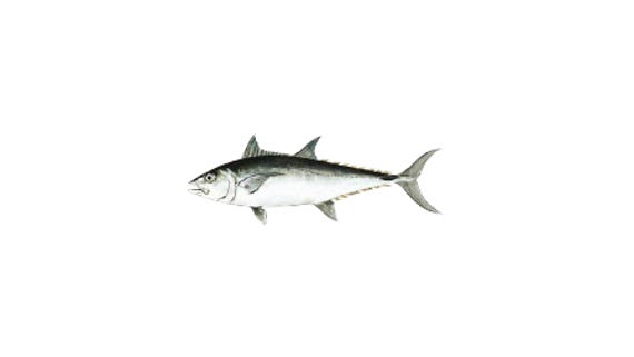 Illustration of a Longtail Tuna