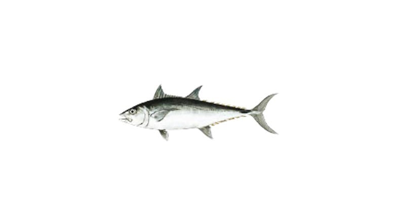 Illustration of a Longtail Tuna