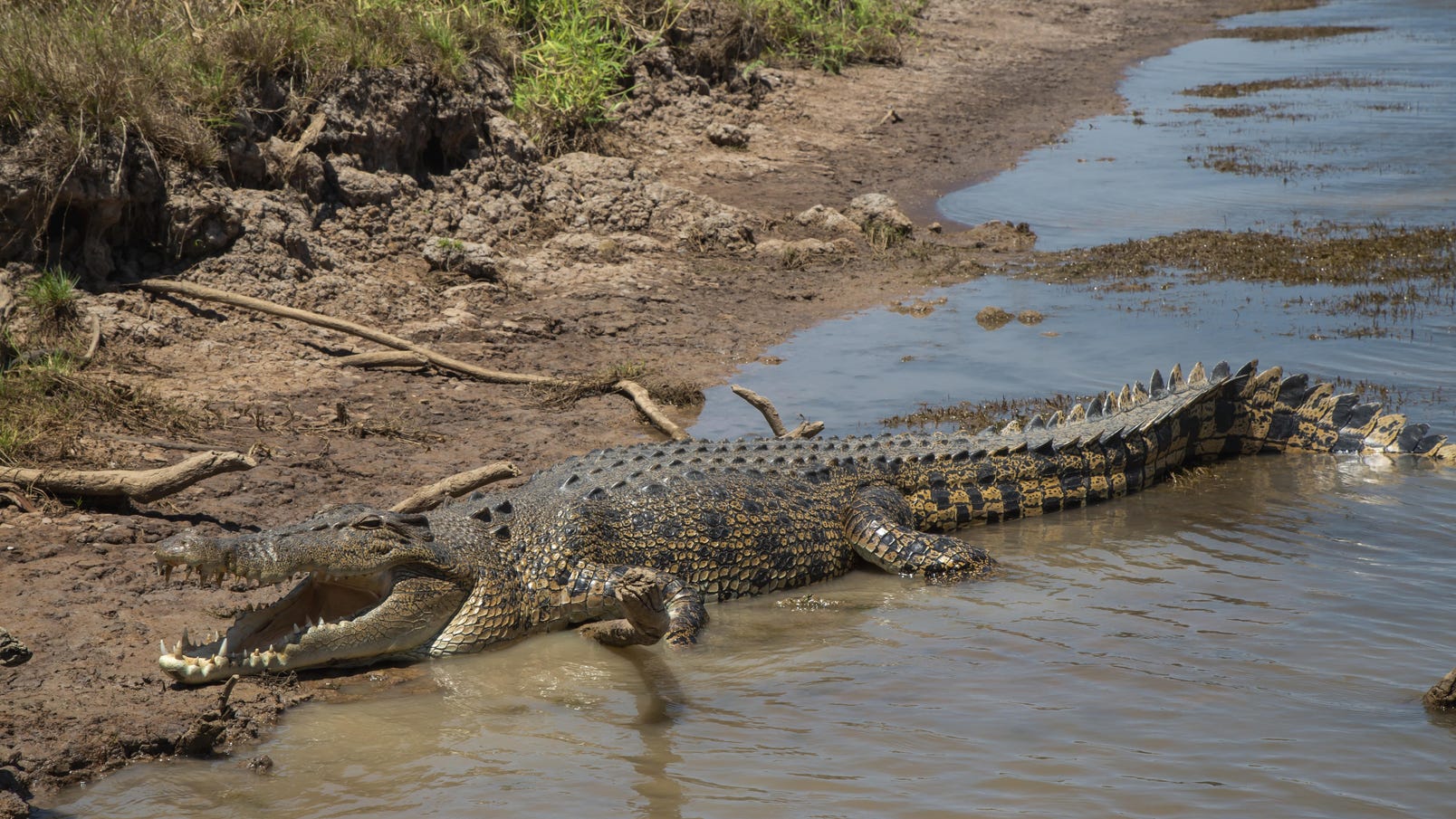 Large crocodile on bank of billabong
