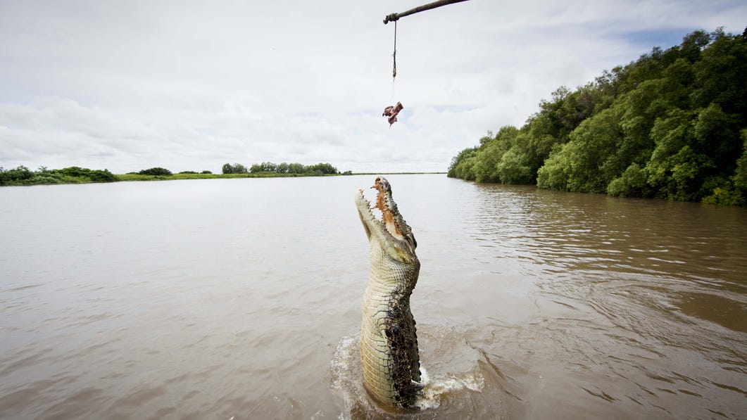 A crocodile jumoing on the Adelaide River