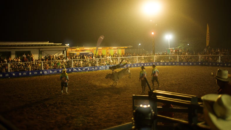Bucking bull at rodeo