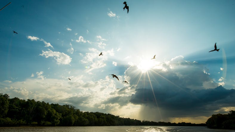 Kites flying over Adelaide River