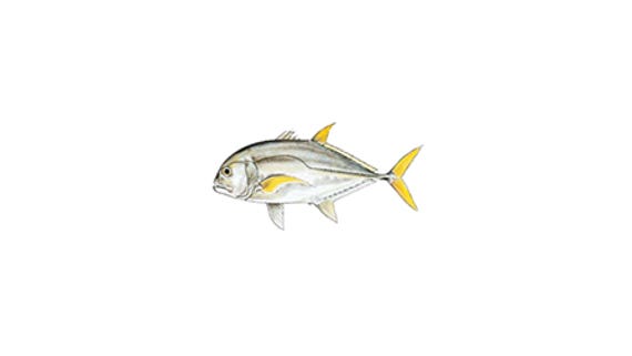 Illustration of a Giant Trevally