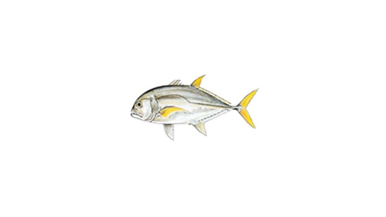 Illustration of a Giant Trevally