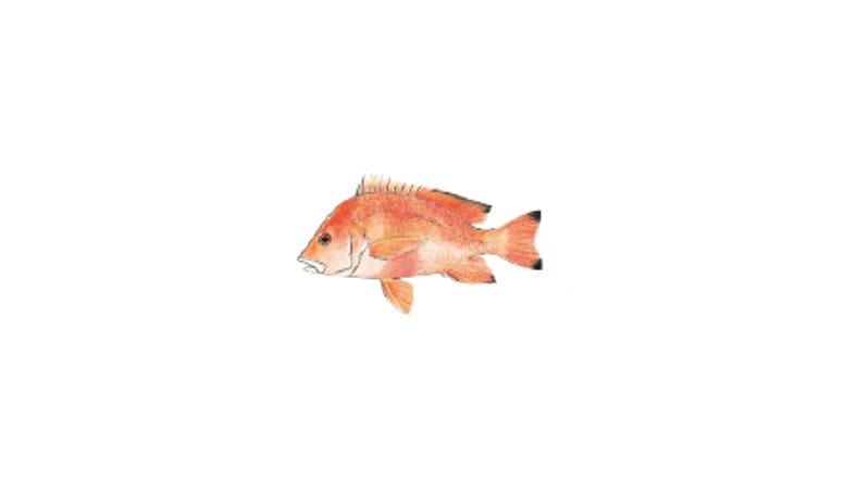 Illustration of a Red Emperor