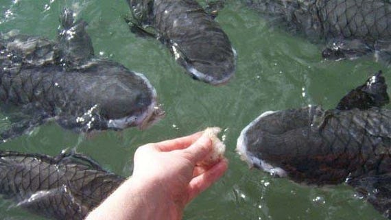 Fish Feeding at Aquascene Darwin