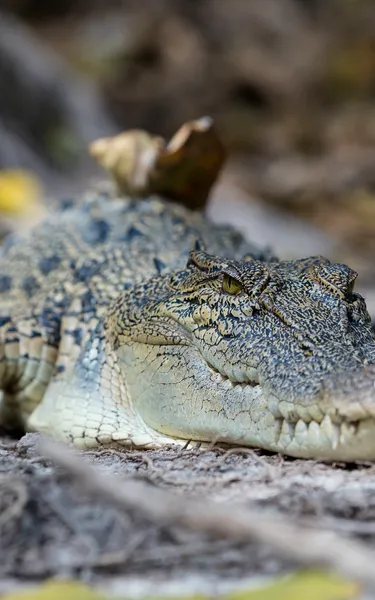 Croc resting on the shore of Finniss River