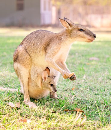 A kangaroo and joey at Top Didg cultural experience near Katherine