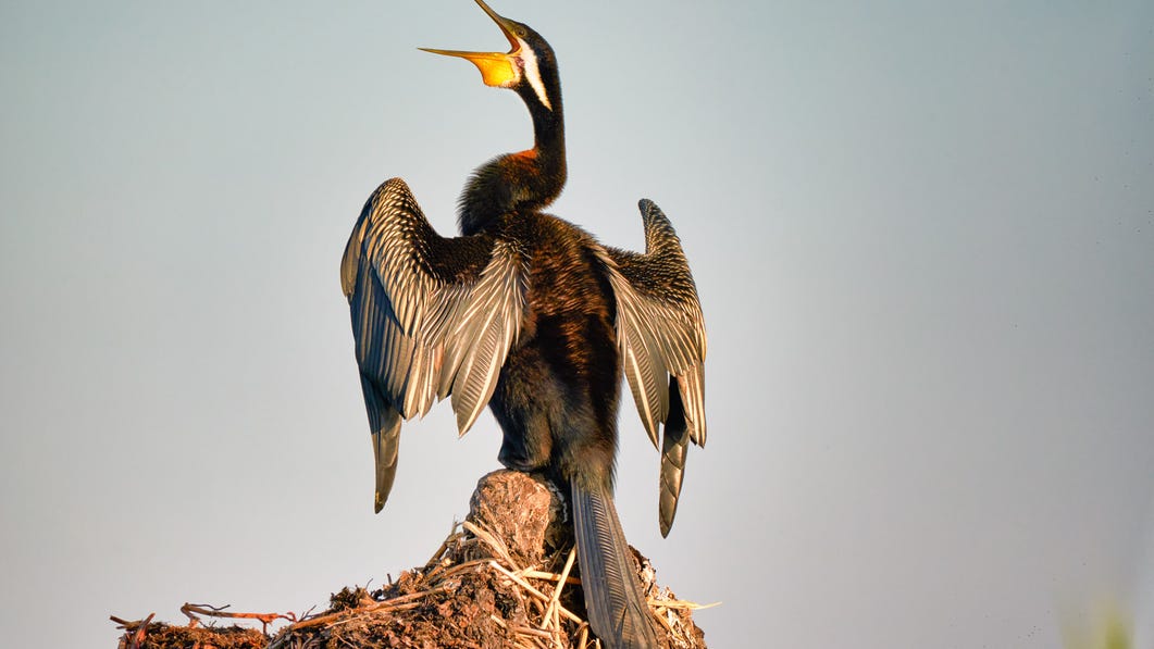 A large water bird in Kakadu