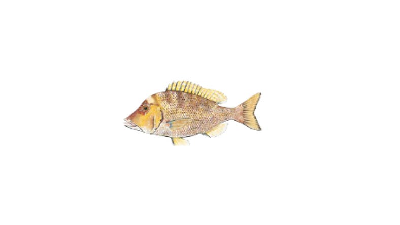 Illustration of a Tricky Snapper
