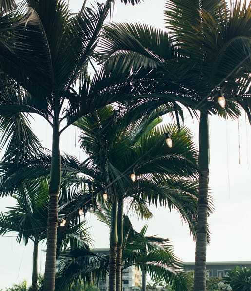 Darwin Waterfront palm trees