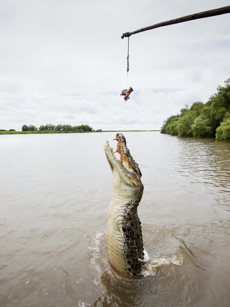 A crocodile jumoing on the Adelaide River
