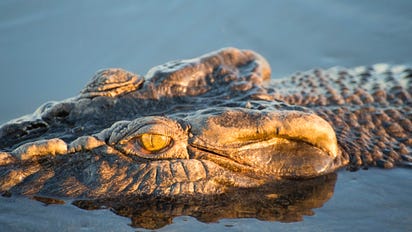 Crocs, frocks & shocks: Classic Aussie flicks filmed in the Territory