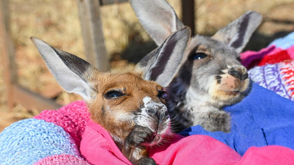 Two kangaroos wrapped in clothes at Kangaroo Sanctuary