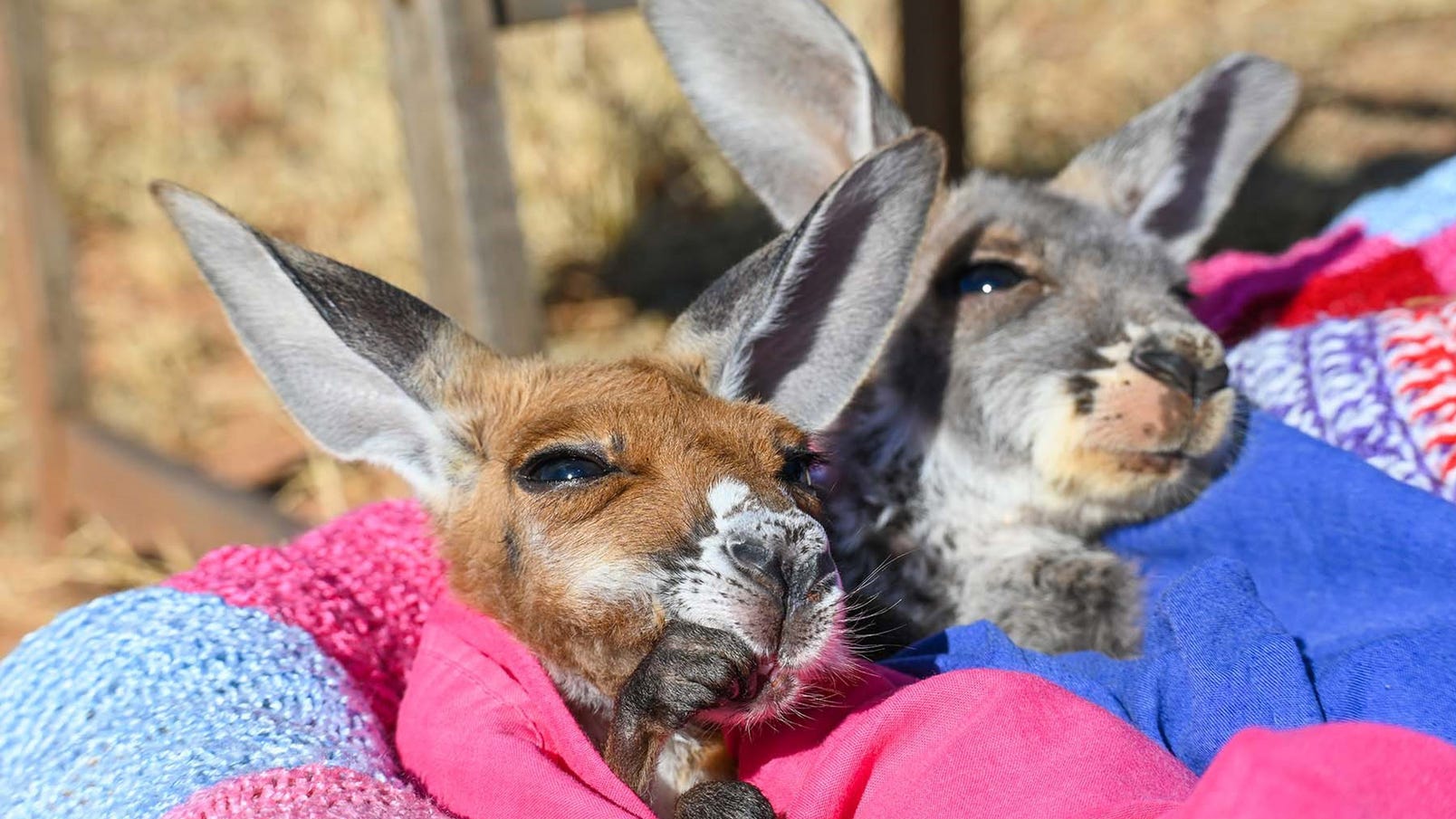 Two kangaroos wrapped in clothes at Kangaroo Sanctuary