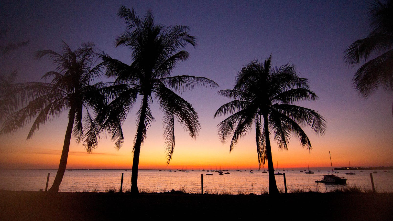 palm tree silhouette ski club