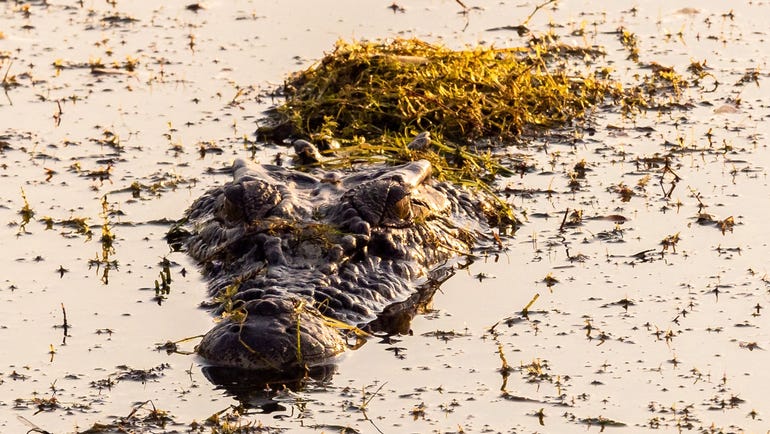 Crocodile swimming at Kakadu