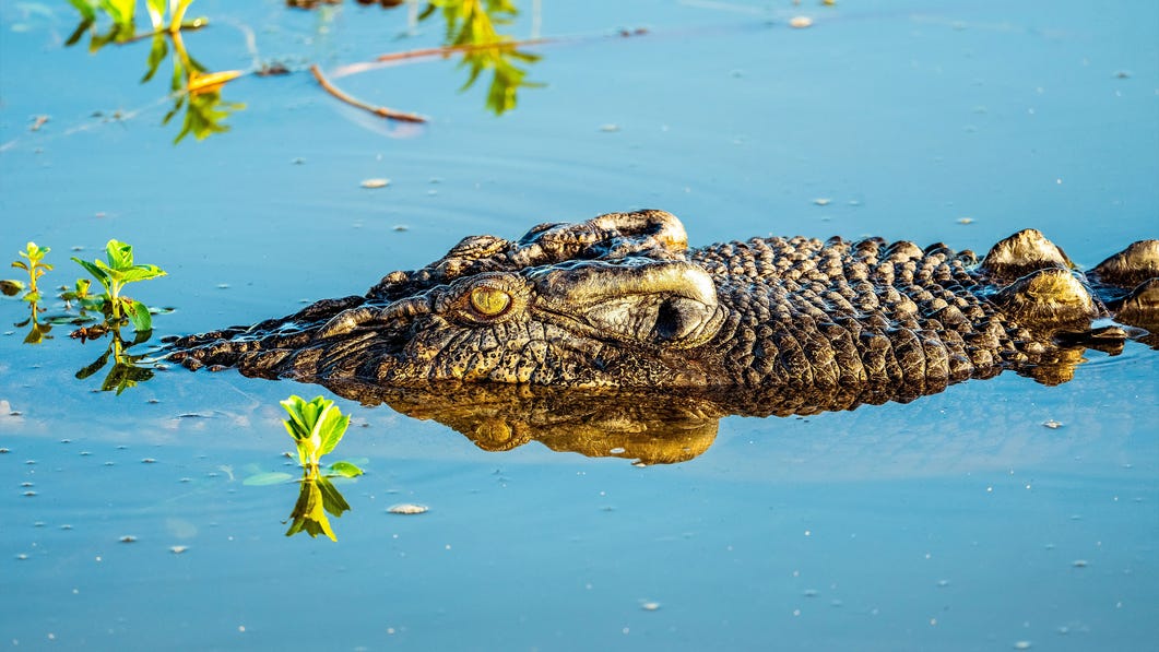 Saltwater crocodile Yellow Water cruise Kakadu