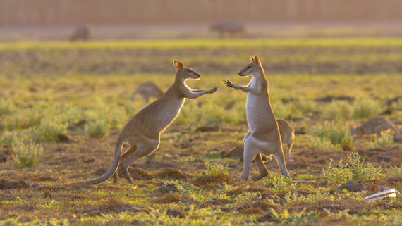 baby-wallabies-playing-in-the-open