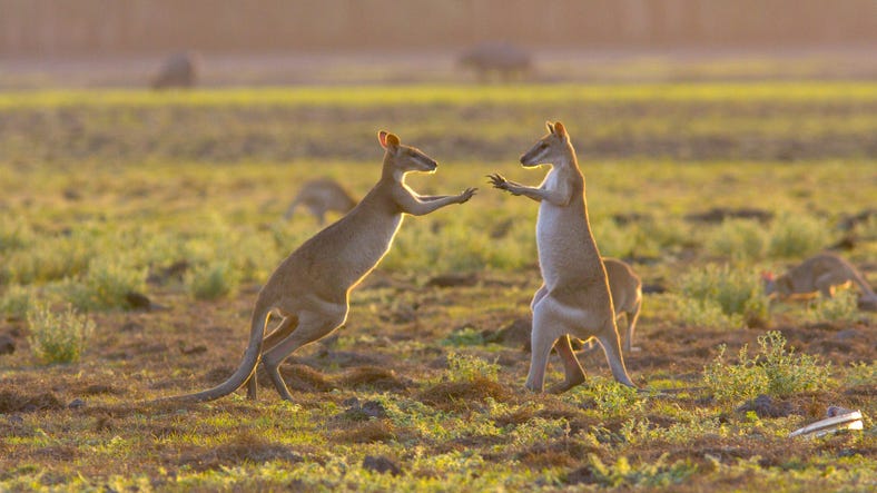 baby-wallabies-playing-in-the-open