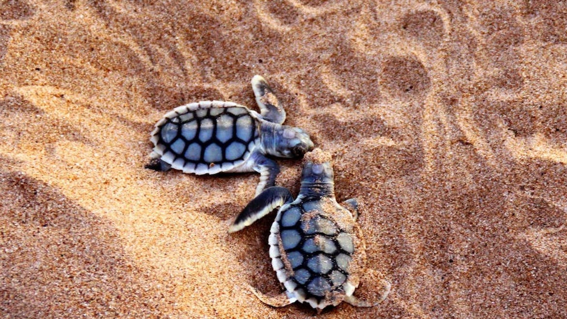 Two baby turtles on the sand at Bare Sand Island