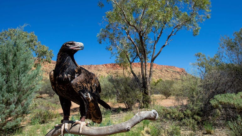 Wedge-tailed eagle at Alice Springs Desert Park