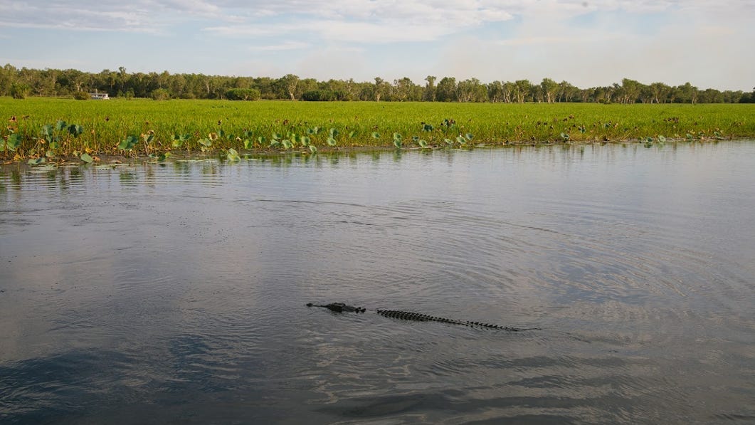 A crocodile in Yellow Water Billabong