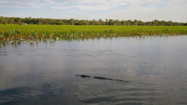 A crocodile in Yellow Water Billabong