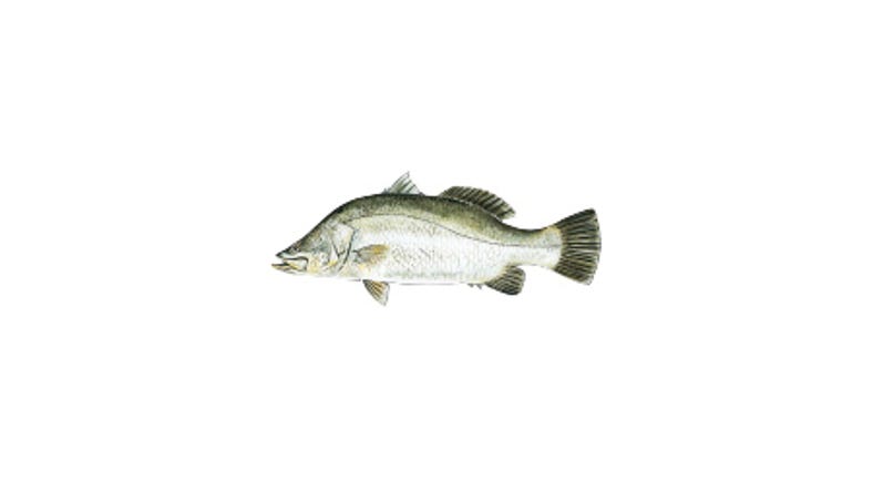 Illustration of a Barramundi