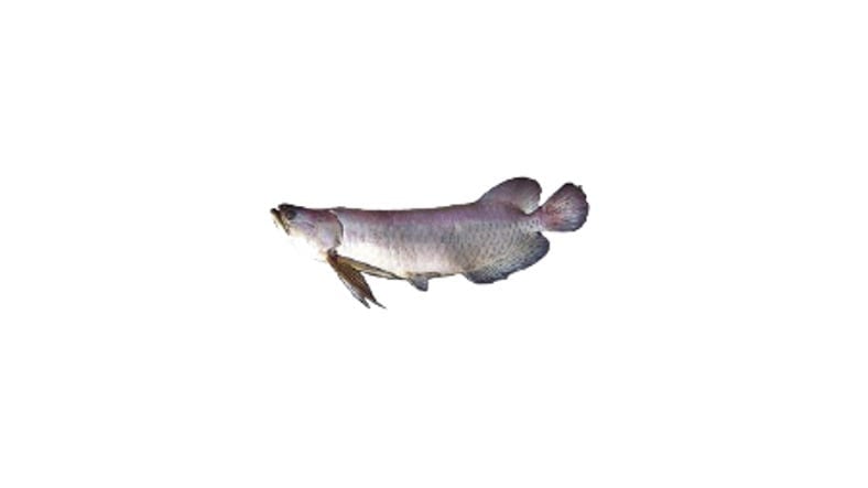 Illustration of a Saratoga