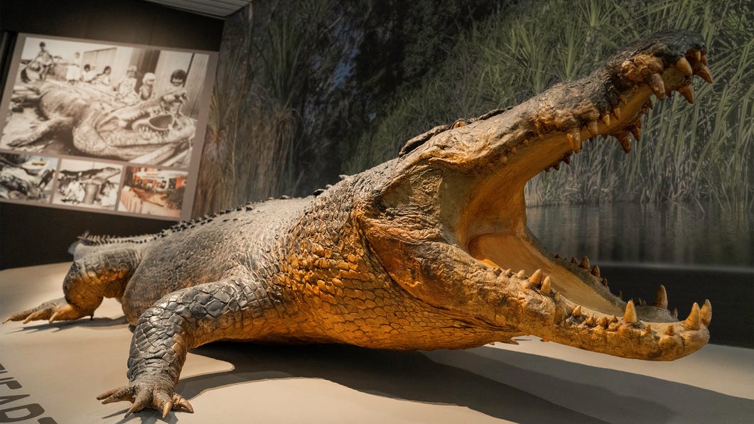 Sweetheart crocodile Museum Art Gallery NT