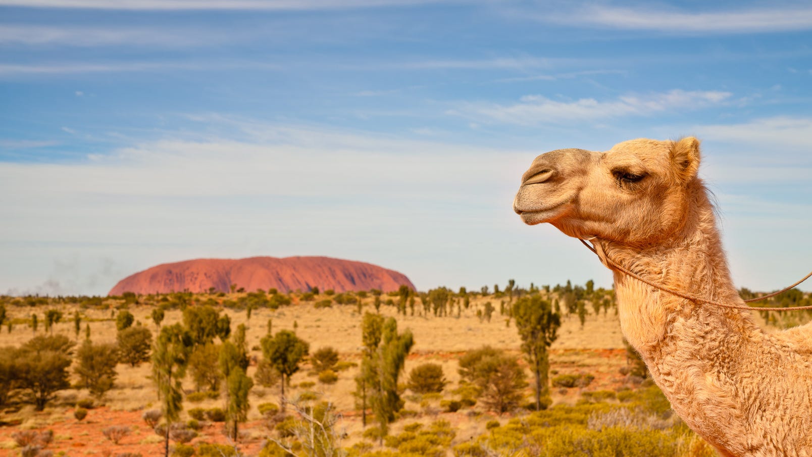 A camel in front of Uluru