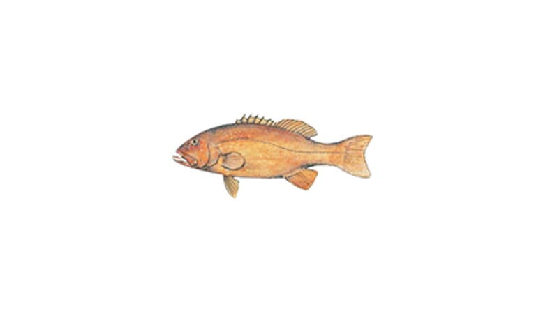 Illustration of a Coral Trout