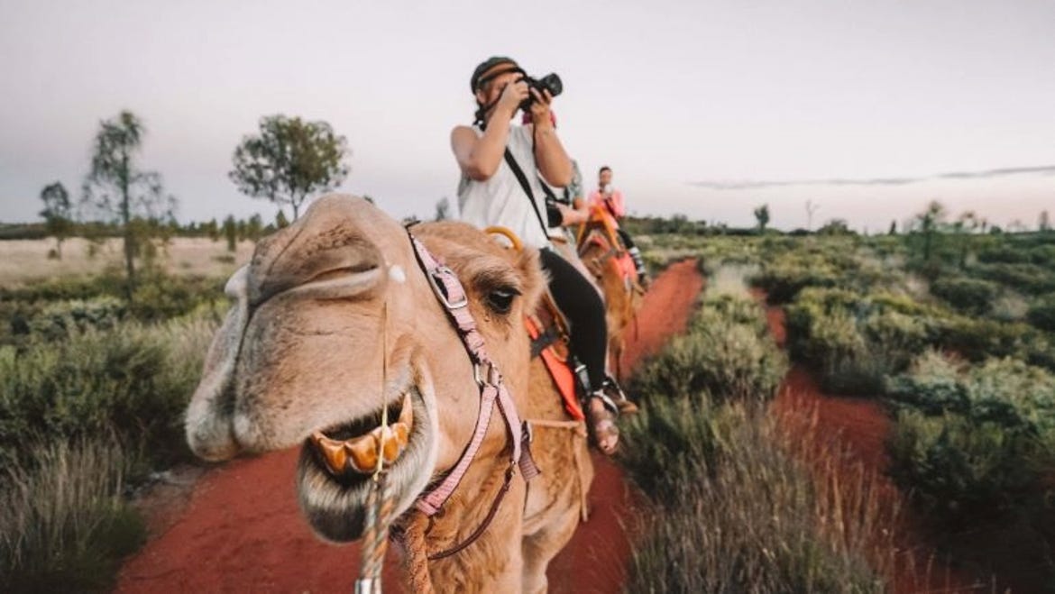 Close up shot of a person on a camel tour around Uluru at sunset
