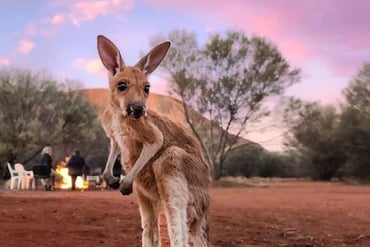 kangaroo at uluru