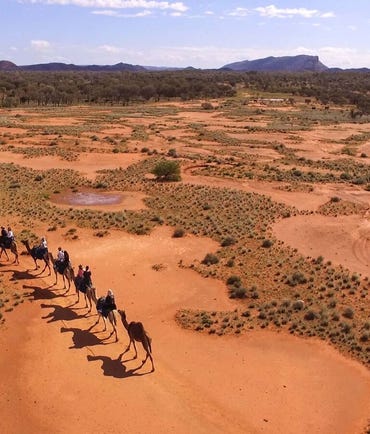 Drone Camels  5