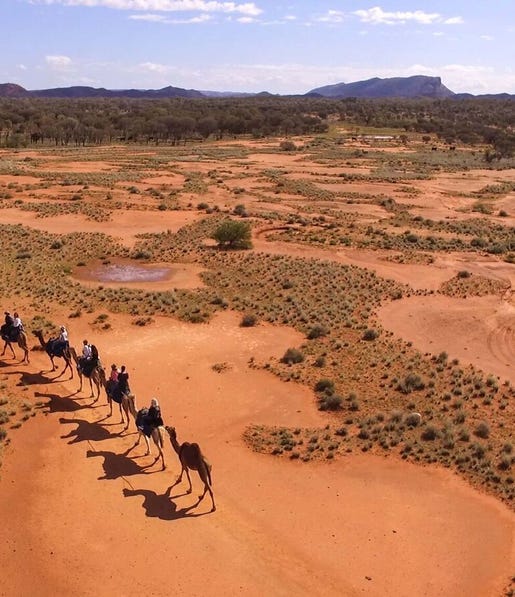 Drone Camels 5