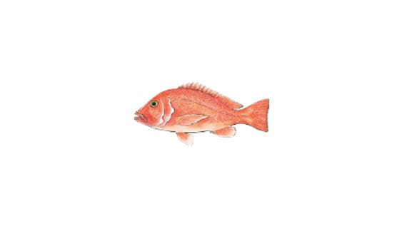 Illustration of a Saddle-tail Snapper