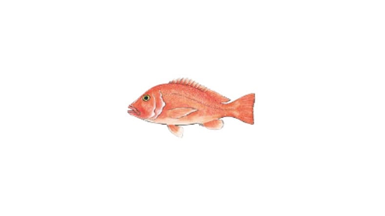 Illustration of a Saddle-tail Snapper