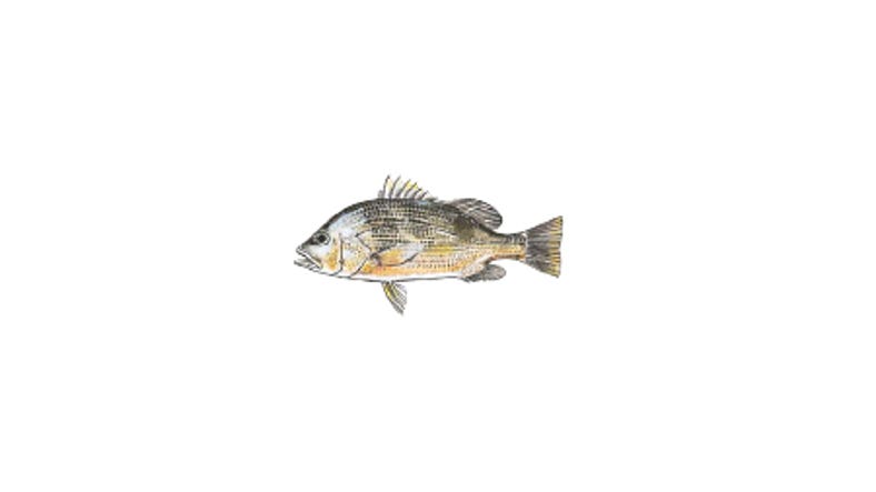 Illustration of a Golden Snapper