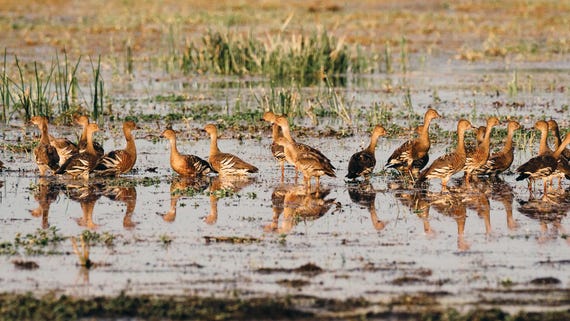 Flock of birds in the water at Bamurru Plains