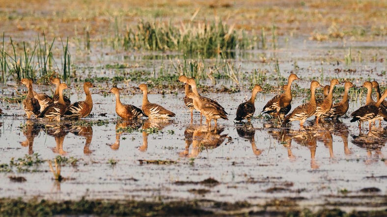 Flock of birds in the water at Bamurru Plains