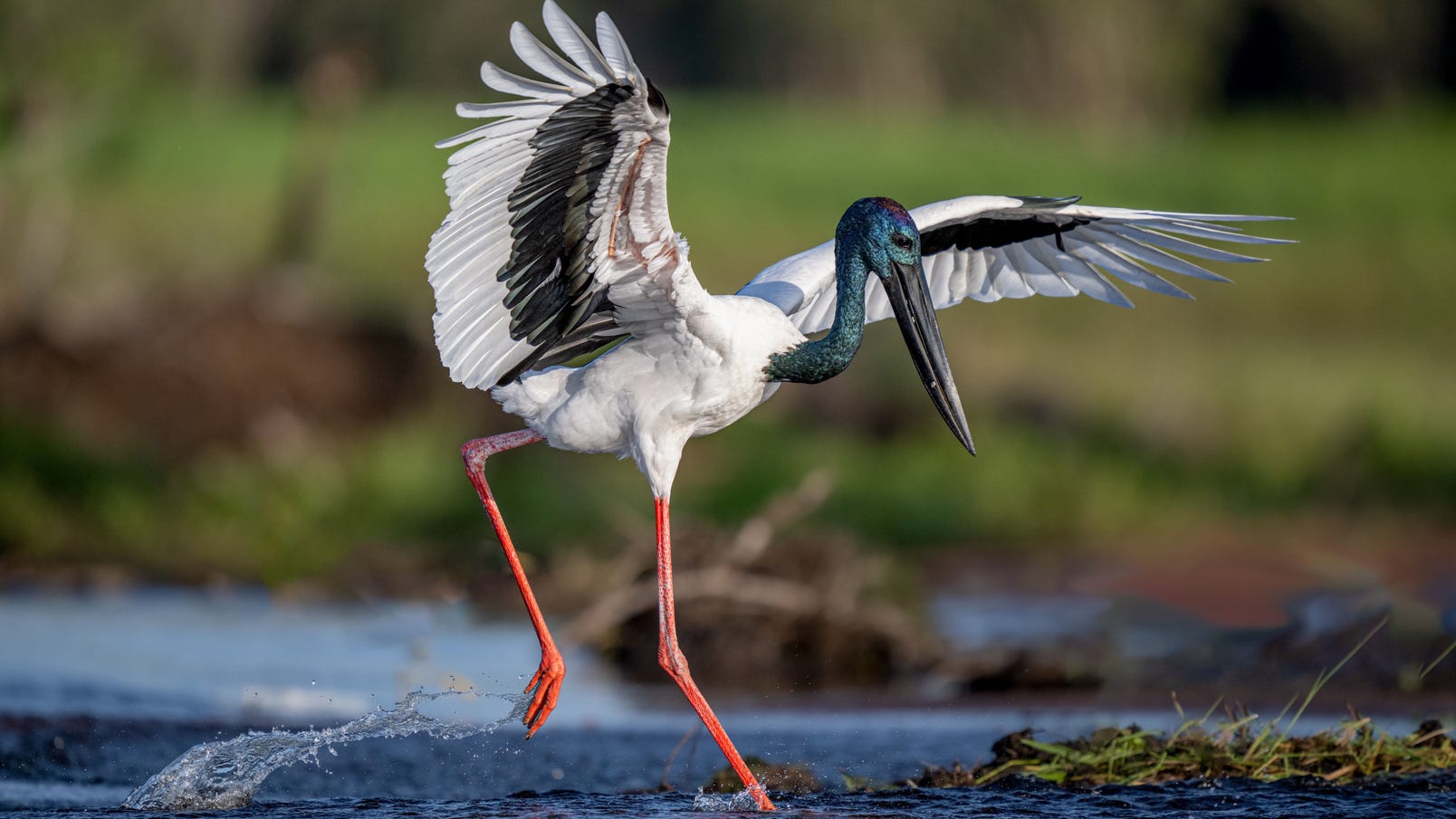 A Jabiru, a large white bird with black bands across its wings, in the wetlands of Kakadu