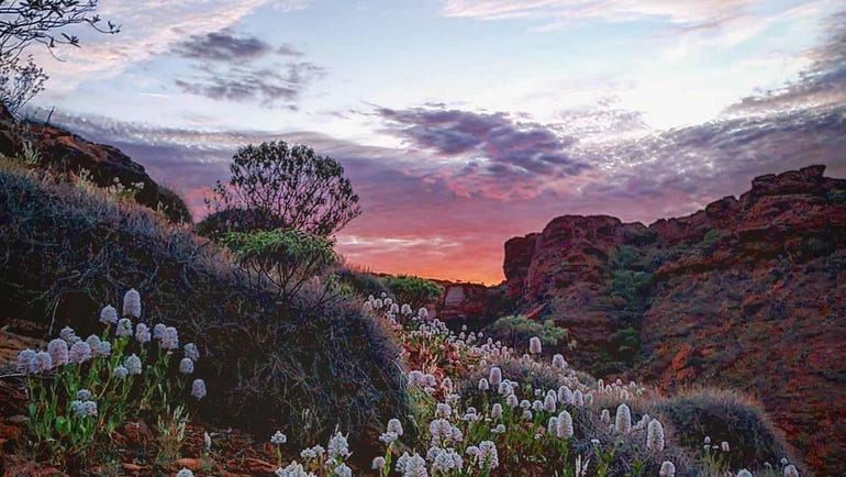 Sunset photo of wild flowers at Kings Canyon