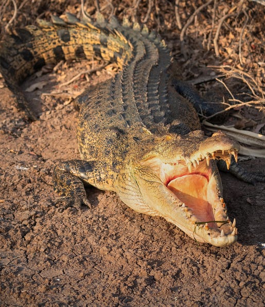 Saltwater crocodile Kakadu Yellow Water cruise